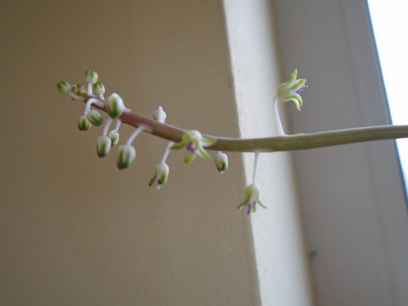 Ian. 2019: Ledebouria socialis - Flori in plina iarna