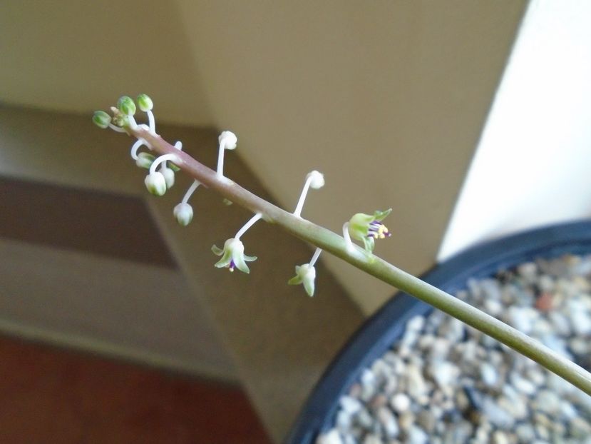 Ian. 2019: Ledebouria socialis - Flori in plina iarna