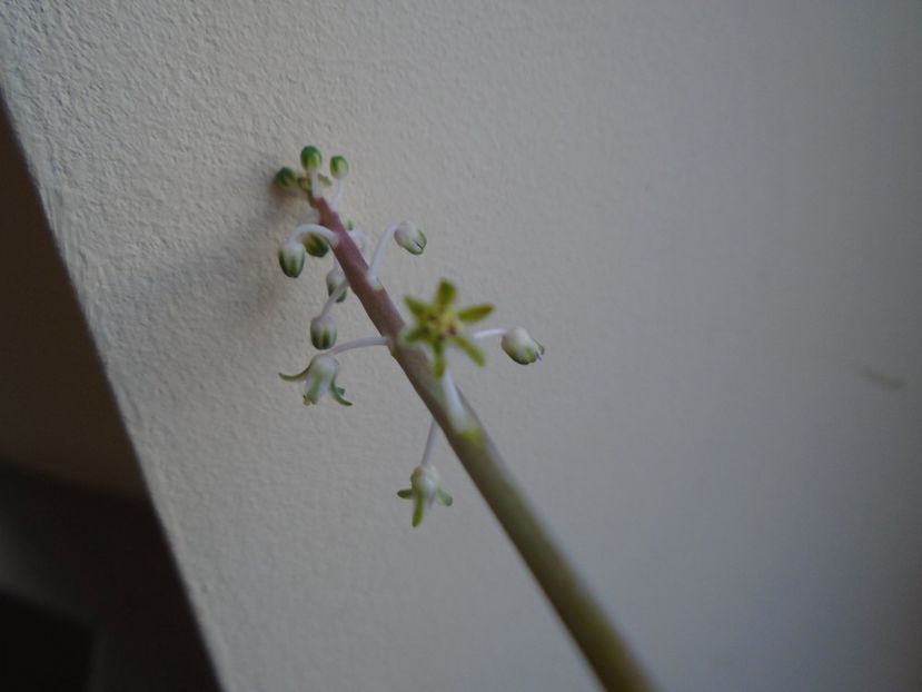 Ian. 2019: Ledebouria socialis - Flori in plina iarna