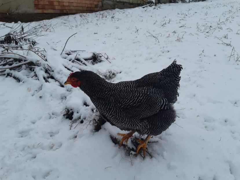  - DE VANZARE OUA DE PLYMOUTH ROCK BARAT