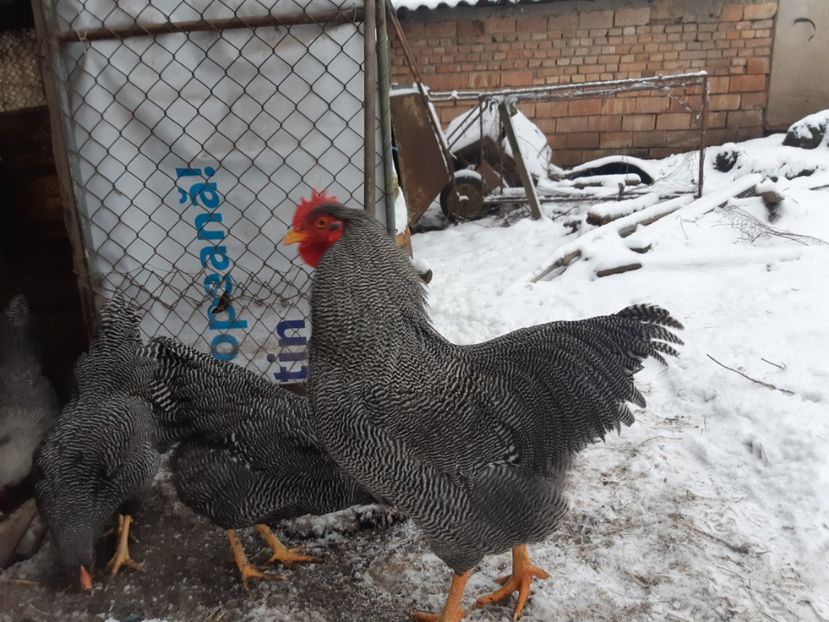  - DE VANZARE OUA DE PLYMOUTH ROCK BARAT