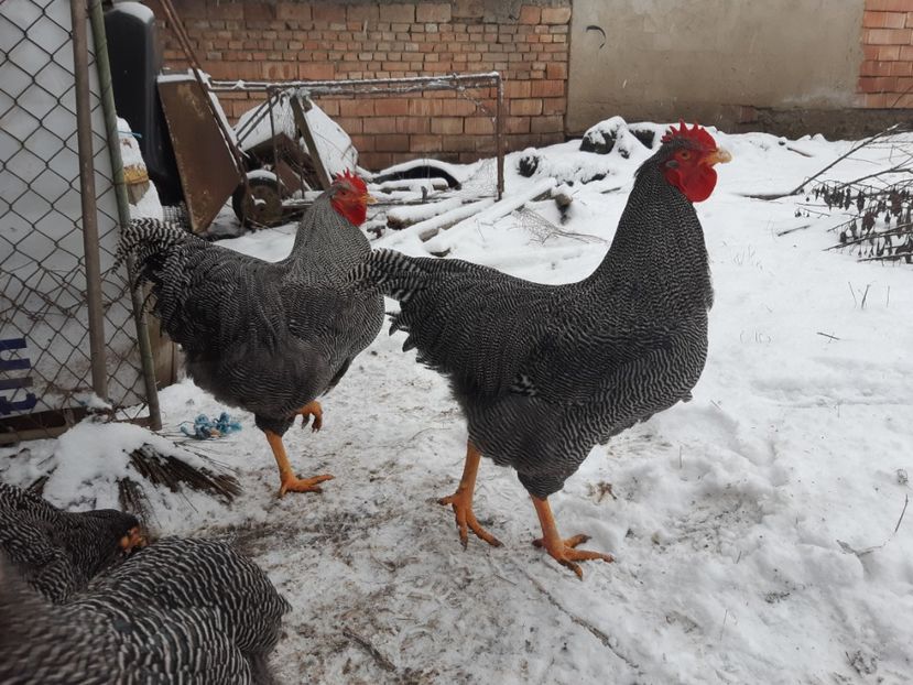  - DE VANZARE OUA DE PLYMOUTH ROCK BARAT