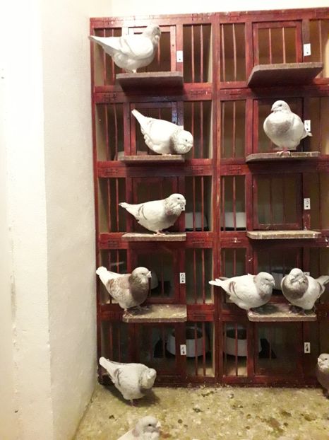  - Câțiva dintre porumbeii mei