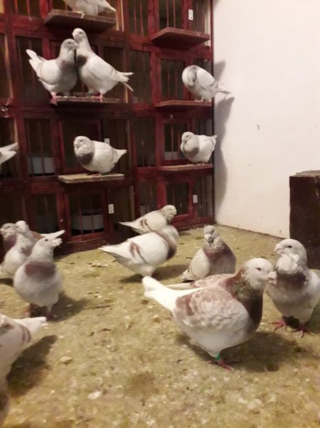  - Câțiva dintre porumbeii mei