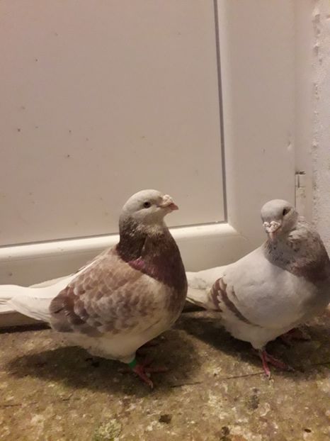  - Câțiva dintre porumbeii mei
