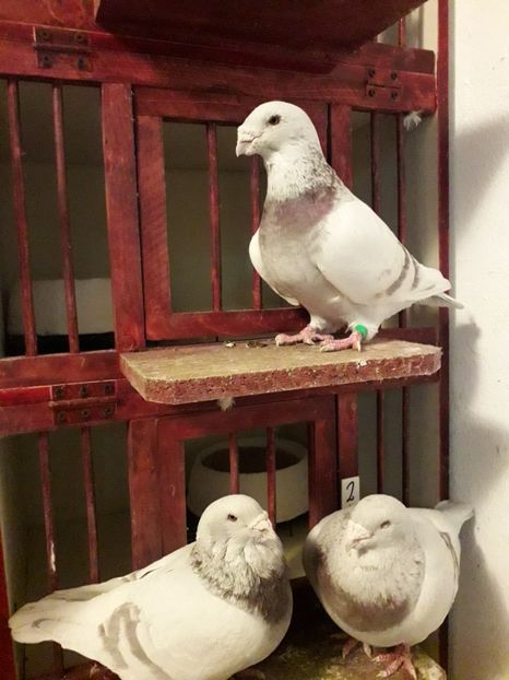  - Câțiva dintre porumbeii mei