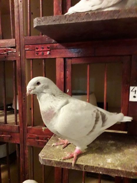  - Câțiva dintre porumbeii mei