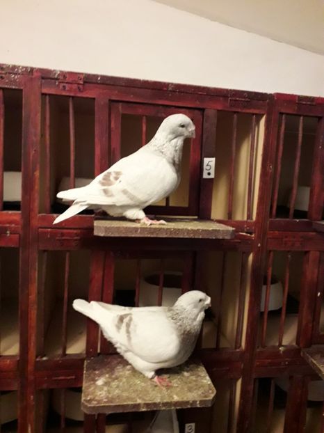  - Câțiva dintre porumbeii mei