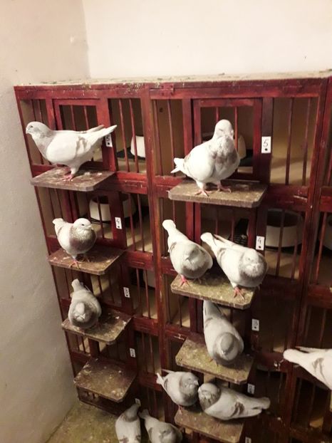  - Câțiva dintre porumbeii mei