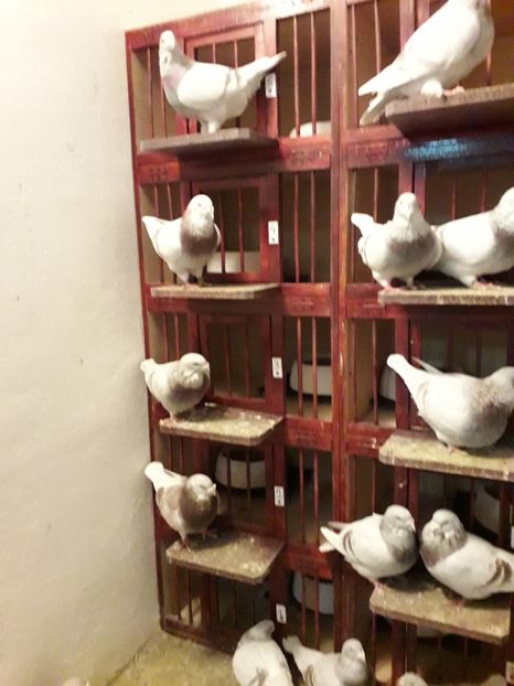  - Câțiva dintre porumbeii mei