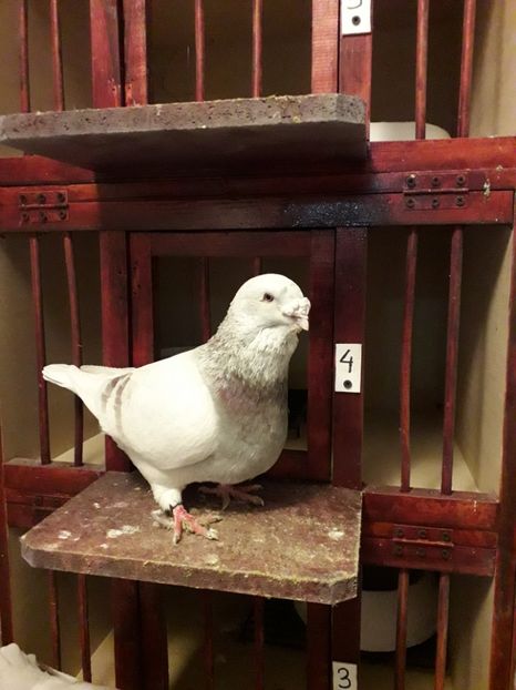  - Câțiva dintre porumbeii mei