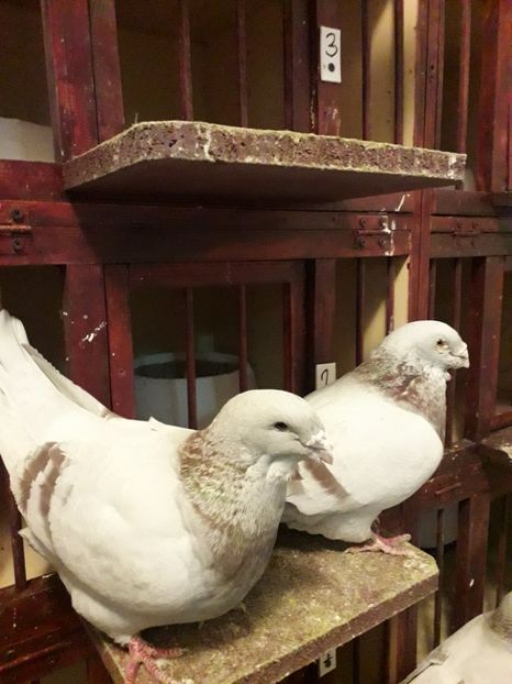  - Câțiva dintre porumbeii mei
