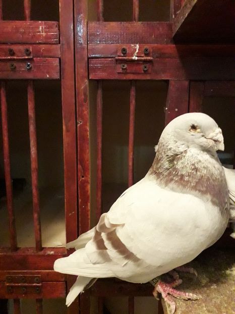  - Câțiva dintre porumbeii mei