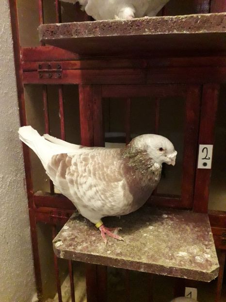  - Câțiva dintre porumbeii mei
