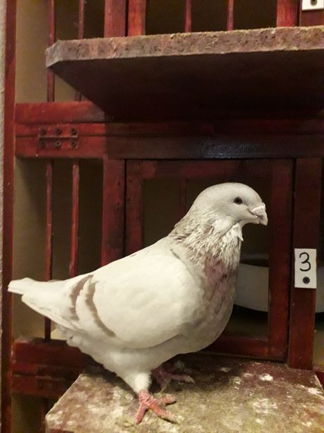  - Câțiva dintre porumbeii mei