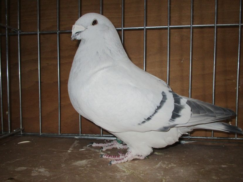 4300-13 - Femele 2019