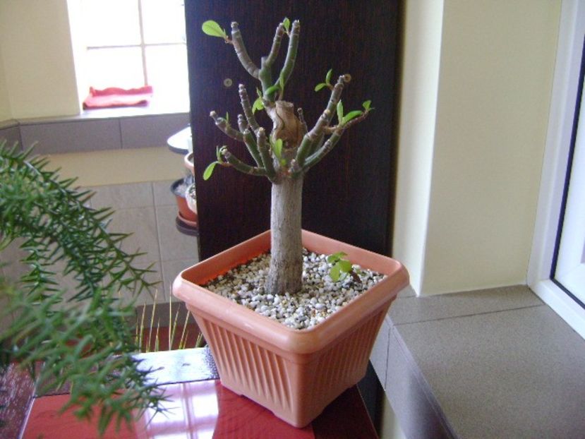 Euphorbia umbellata (Synadenium grantii) - Bonsai si prebonsai 2018-2020