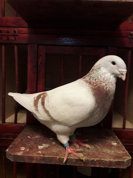  - Câțiva dintre porumbeii mei