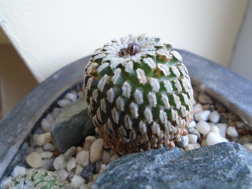 Turbinicarpus pseudopectinatus - Cactusi 2019