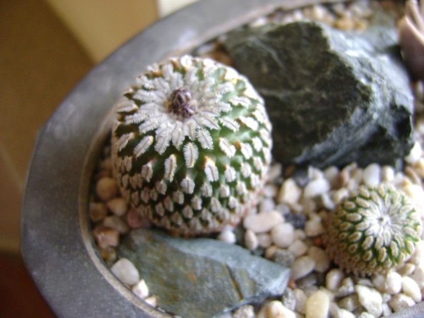 Turbinicarpus pseudopectinatus - Cactusi 2019