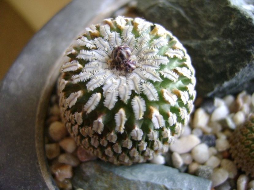 Turbinicarpus pseudopectinatus - Cactusi 2019