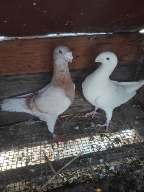  - F ___ VOIAJORI GERMANI