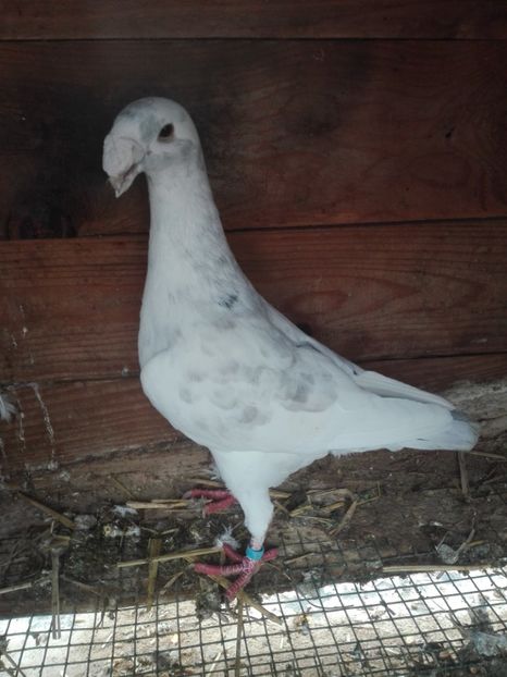  - F ___ VOIAJORI GERMANI