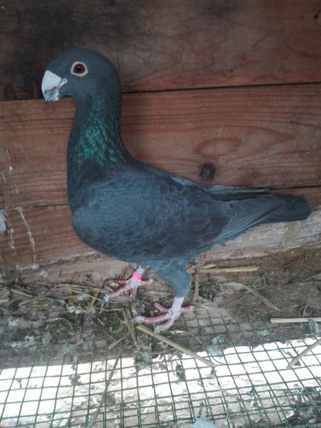  - F ___ VOIAJORI GERMANI