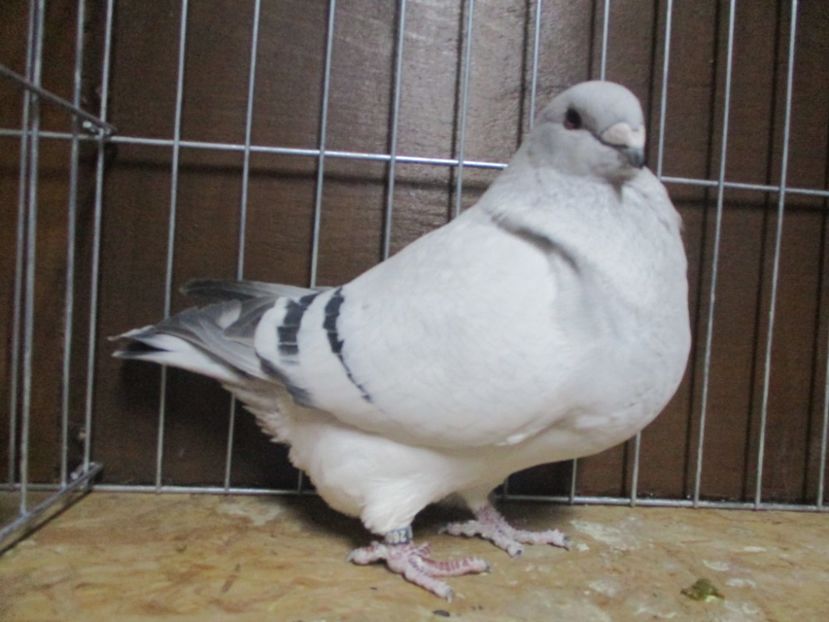 2600-16 - Femele 2019