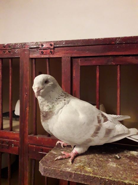  - Câțiva dintre porumbeii mei