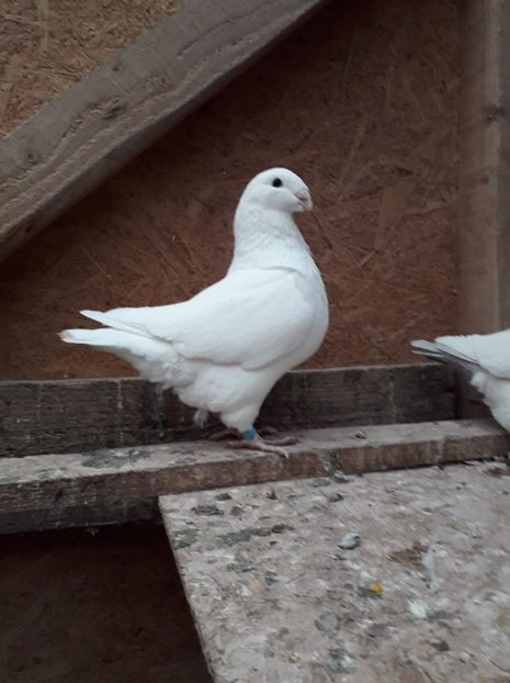 Masc 2018 - Matca AGH 2019