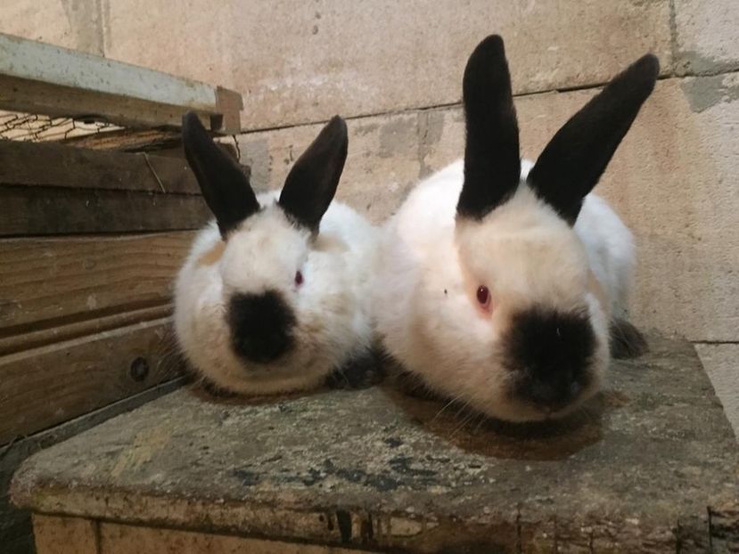 IMG-20190122-WA0018 - Masculi calif la peste 3 luni -VANDUTI