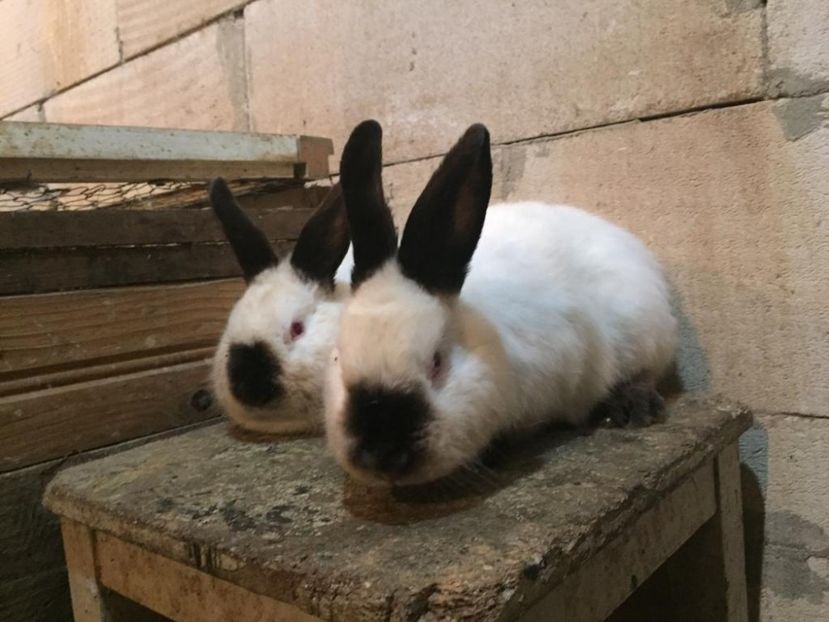 IMG-20190122-WA0014 - Masculi calif la peste 3 luni -VANDUTI