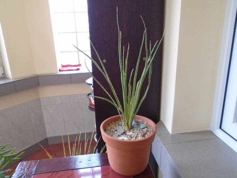 Dasylirion serratifolium - Agave si Yucca 2018