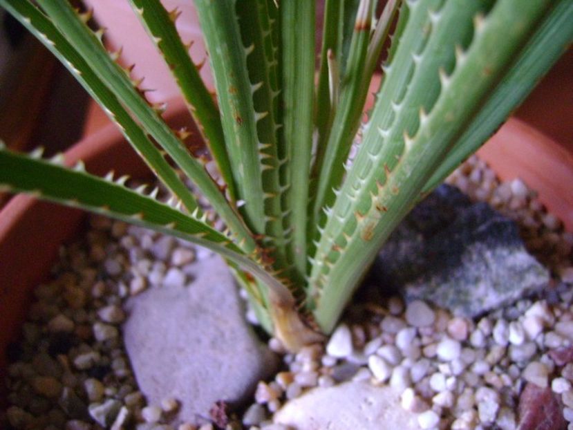 Dasylirion serratifolium - Agave si Yucca 2018
