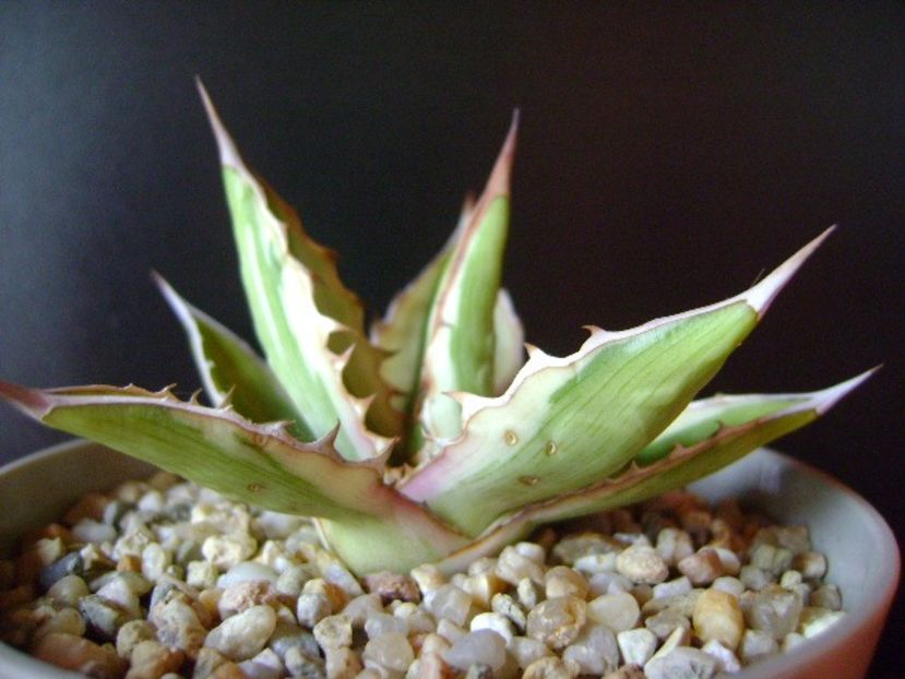 Agave lophantha quadricolor - Agave si Yucca 2018