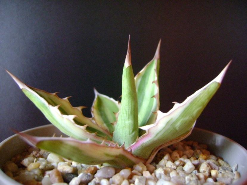 Agave lophantha quadricolor - Agave si Yucca 2018