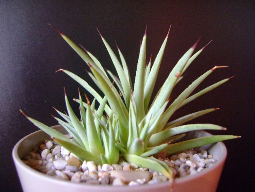 Agave striata nana - Agave si Yucca 2018