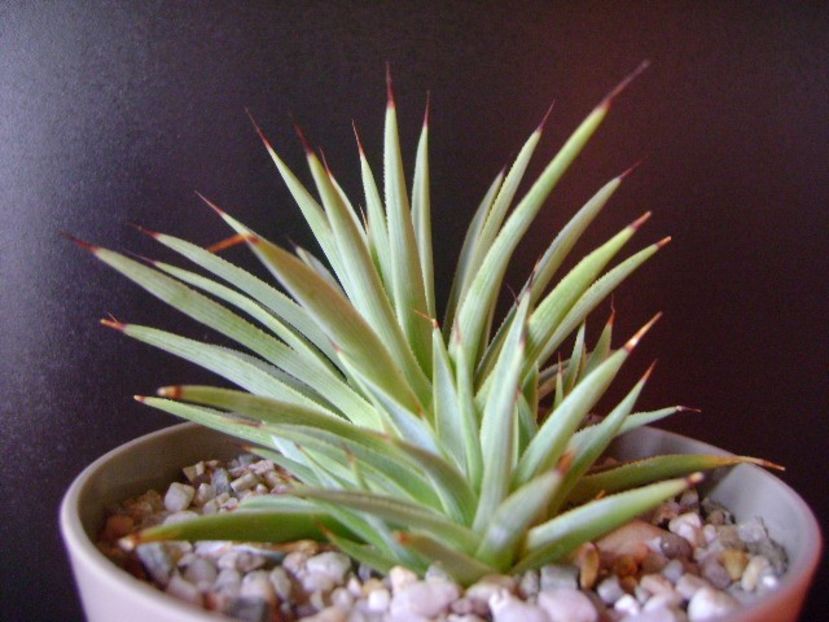 Agave striata nana - Agave si Yucca 2018