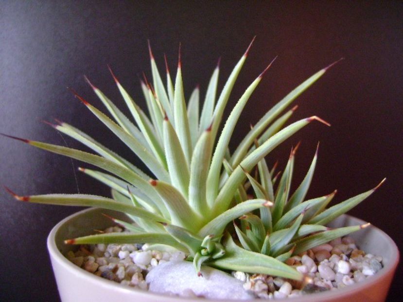 Agave striata nana - Agave si Yucca 2018