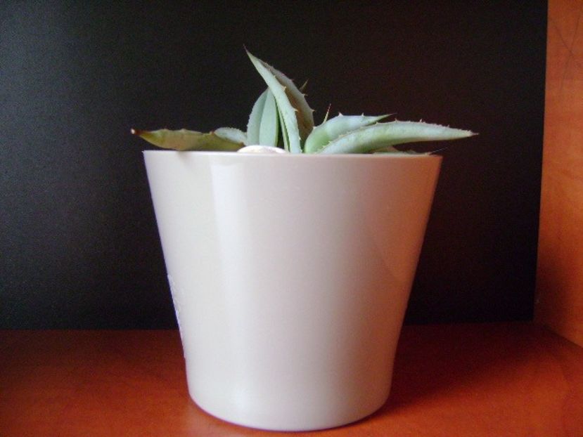 Agave macroacantha (Blue agave) - Agave si Yucca 2018