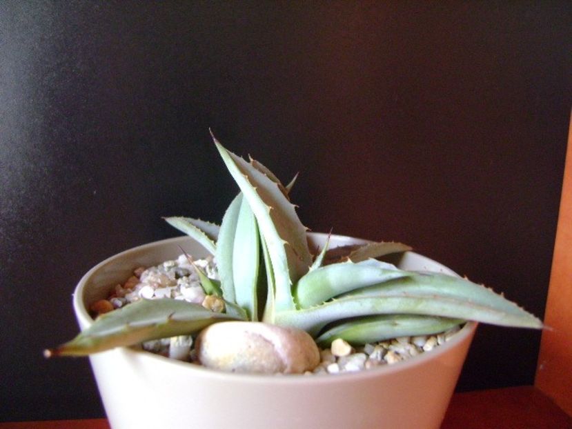 Agave macroacantha (Blue agave) - Agave si Yucca 2018