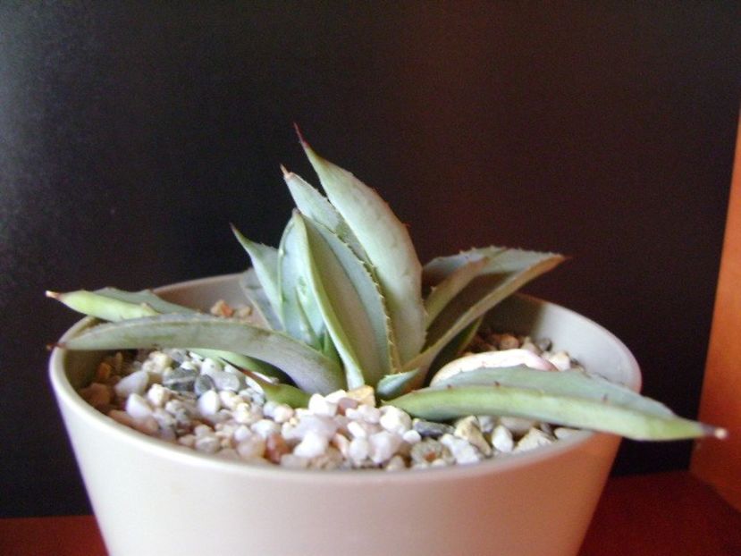 Agave macroacantha (Blue agave) - Agave si Yucca 2018