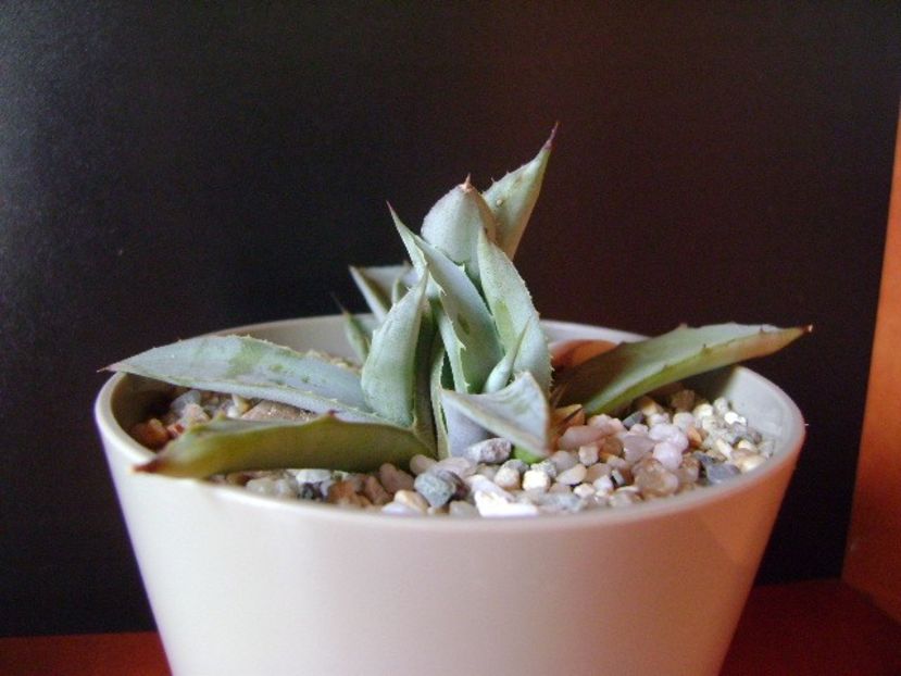 Agave macroacantha (Blue agave) - Agave si Yucca 2018