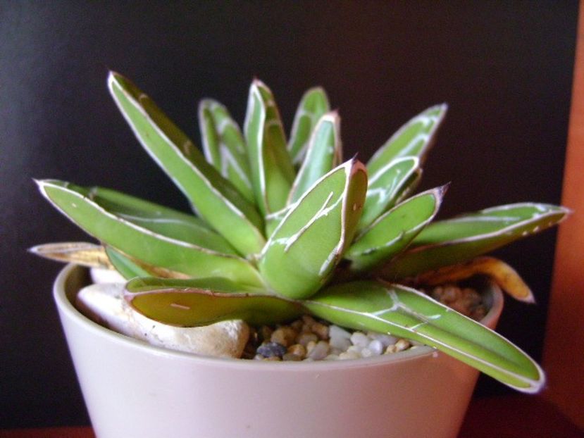 Agave victoriae-reginae - Agave si Yucca 2018