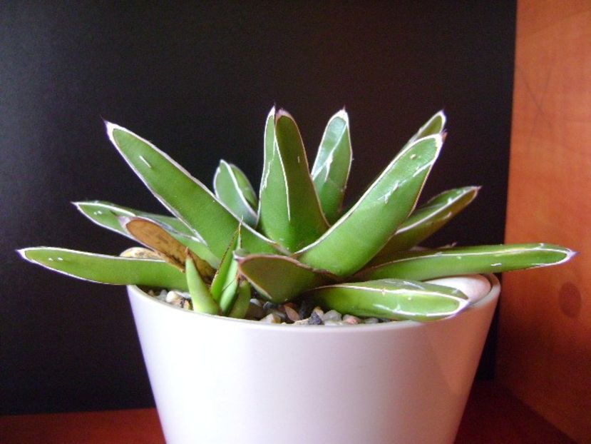 Agave victoriae-reginae - Agave si Yucca 2018