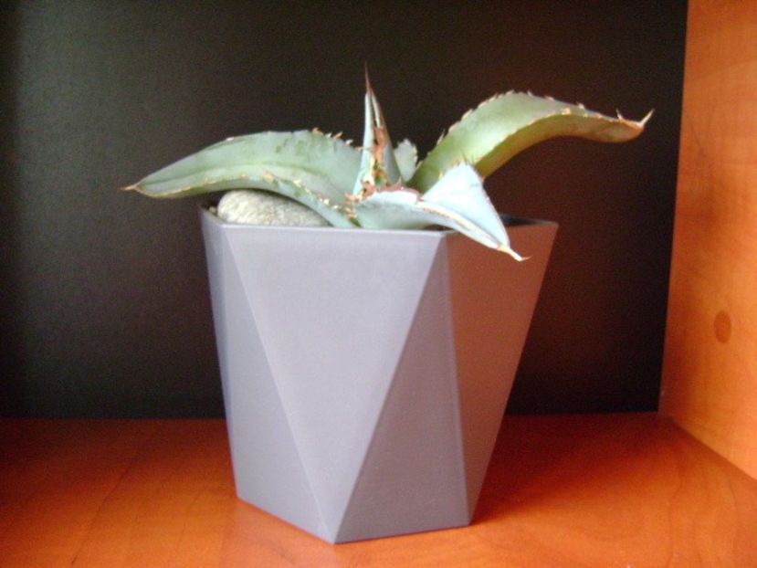 Agave titanota cv. White Ice - Agave si Yucca 2018