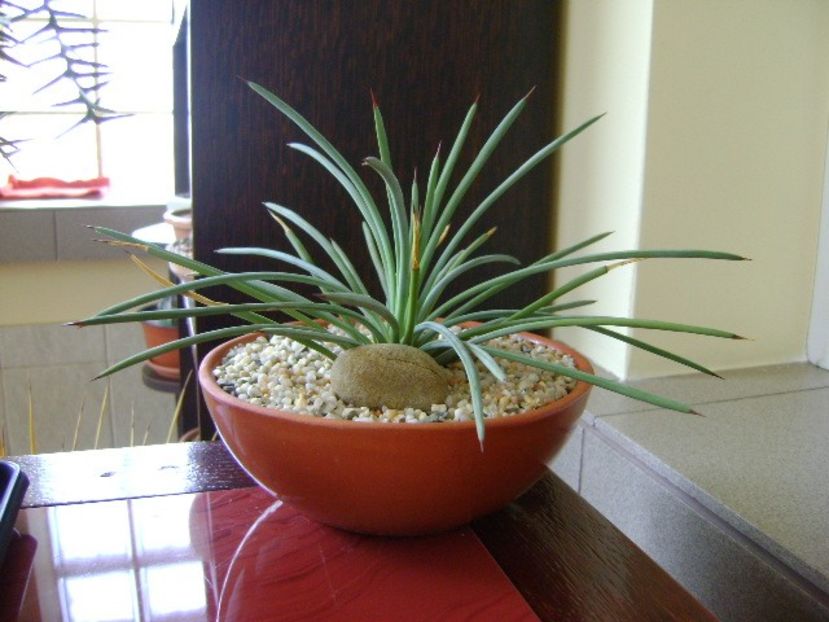 Agave stricta nana cv “blue form” - Agave si Yucca 2018