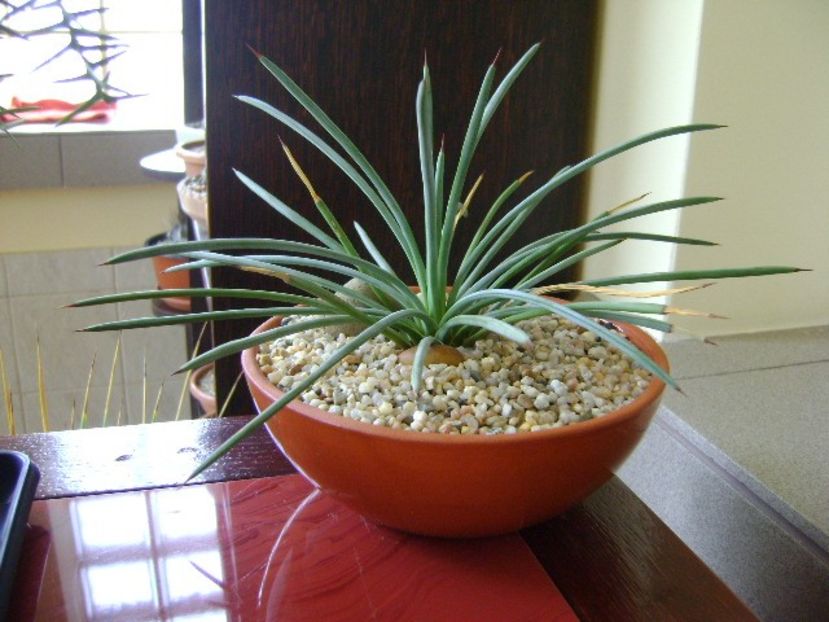 Agave stricta nana cv “blue form” - Agave si Yucca 2018
