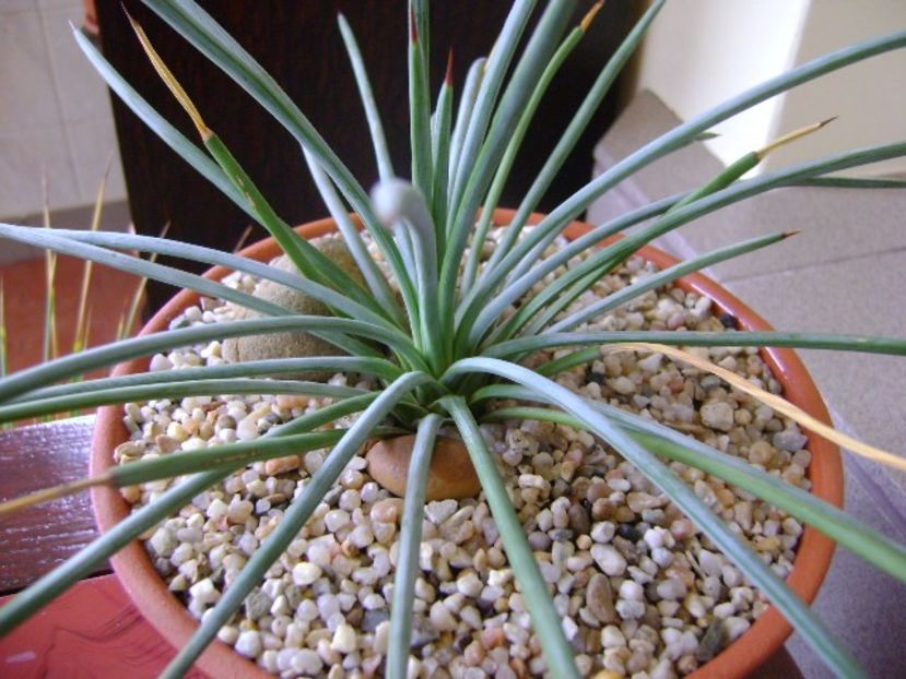 Agave stricta nana cv “blue form” - Agave si Yucca 2018